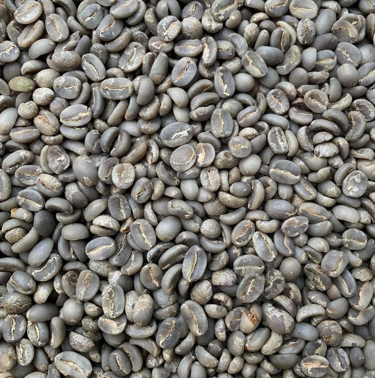 Arabica Cau Dat Coffee Beans