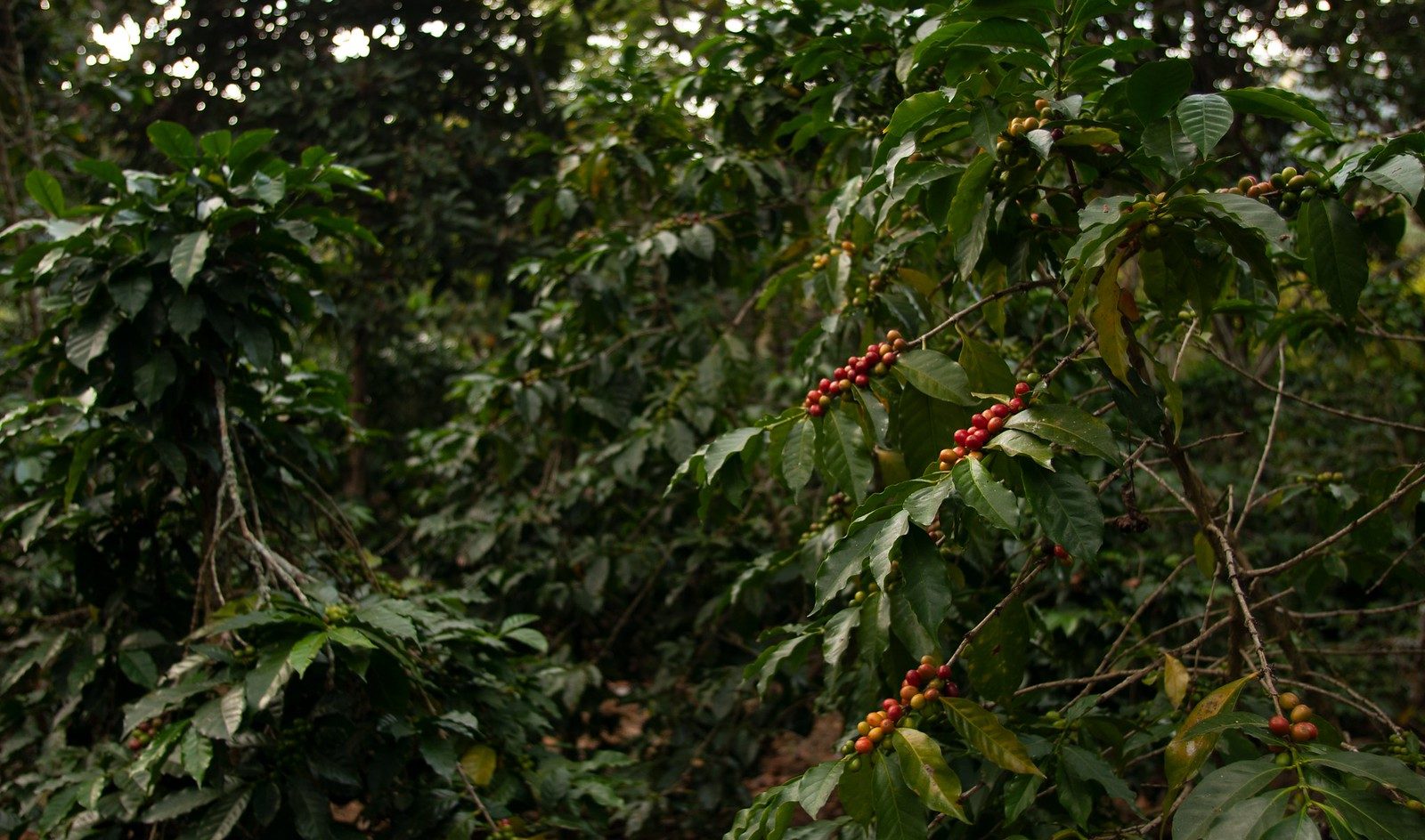 Opportunity for Robusta specialty coffee | Helena Coffee Vietnam