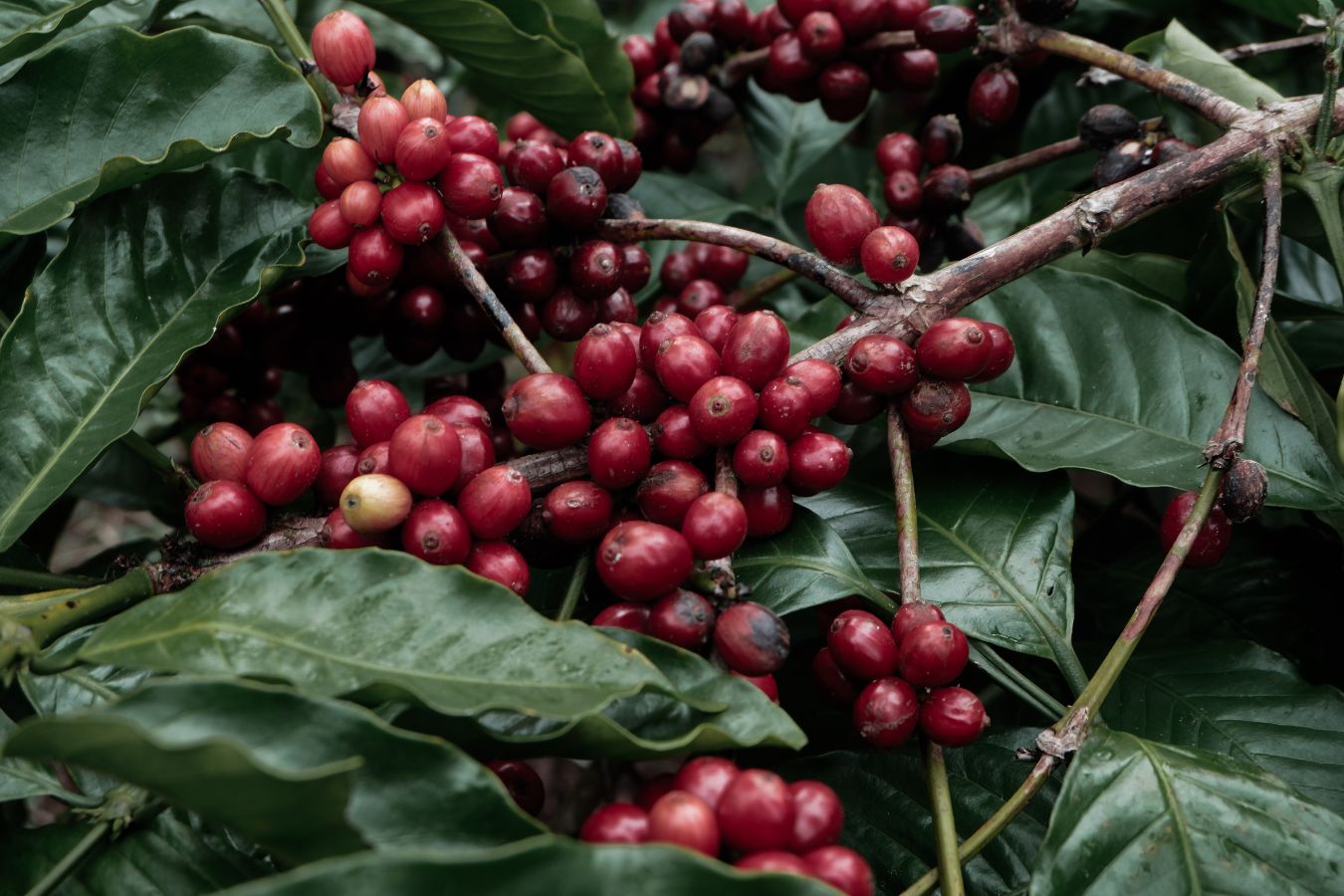 11 distinctions between Arabica and Robusta coffee