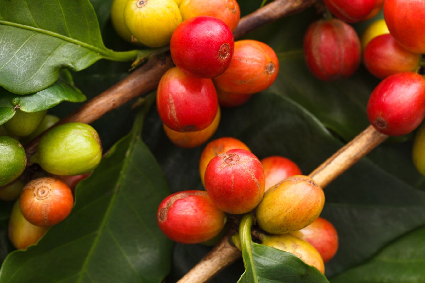 Arabica Coffee Vietnam – Origin & Biological Characteristics