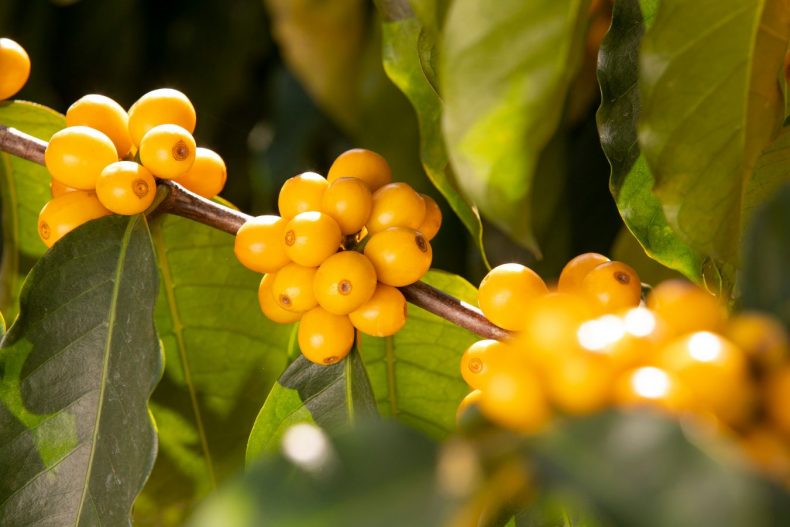 Bourbon Coffee Origin & Biological Characteristics Of Bourbon Coffee