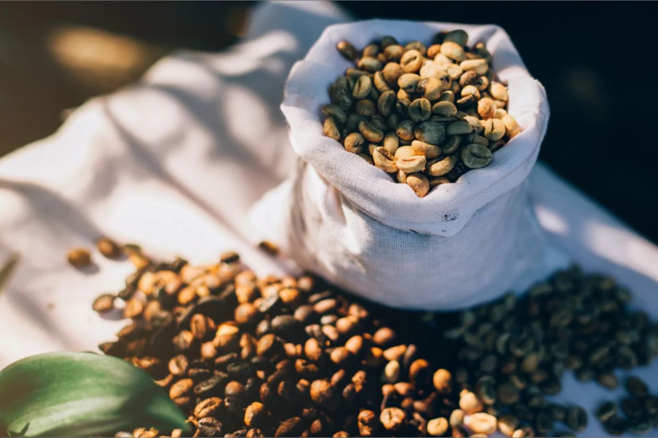Comparing Arabica and Robusta coffee quality in Vietnam  