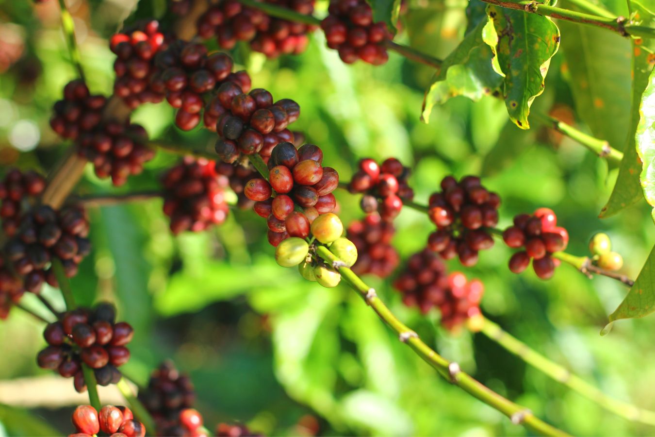 Export & Import Coffee From Vietnam By EVFTA Is About 0% Of Taxes - Helena JSC