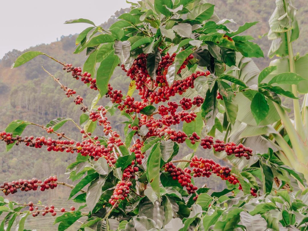 11-distinctions-between-arabica-and-robusta-coffee