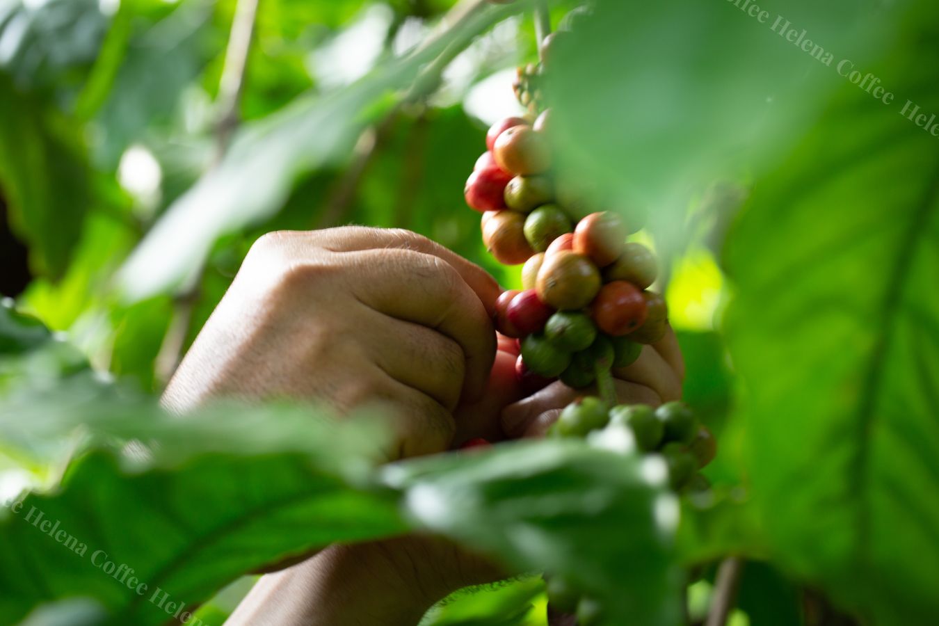 Robusta coffee Vietnam Origin and interesting information about Vietnam robusta - Helena Coffee Vietnam