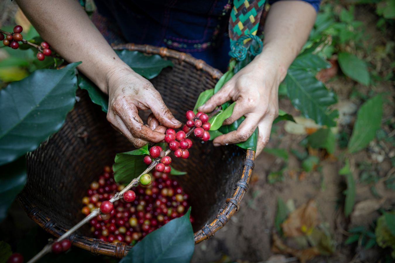 Typica Coffee – Origin & Biological Characteristics 