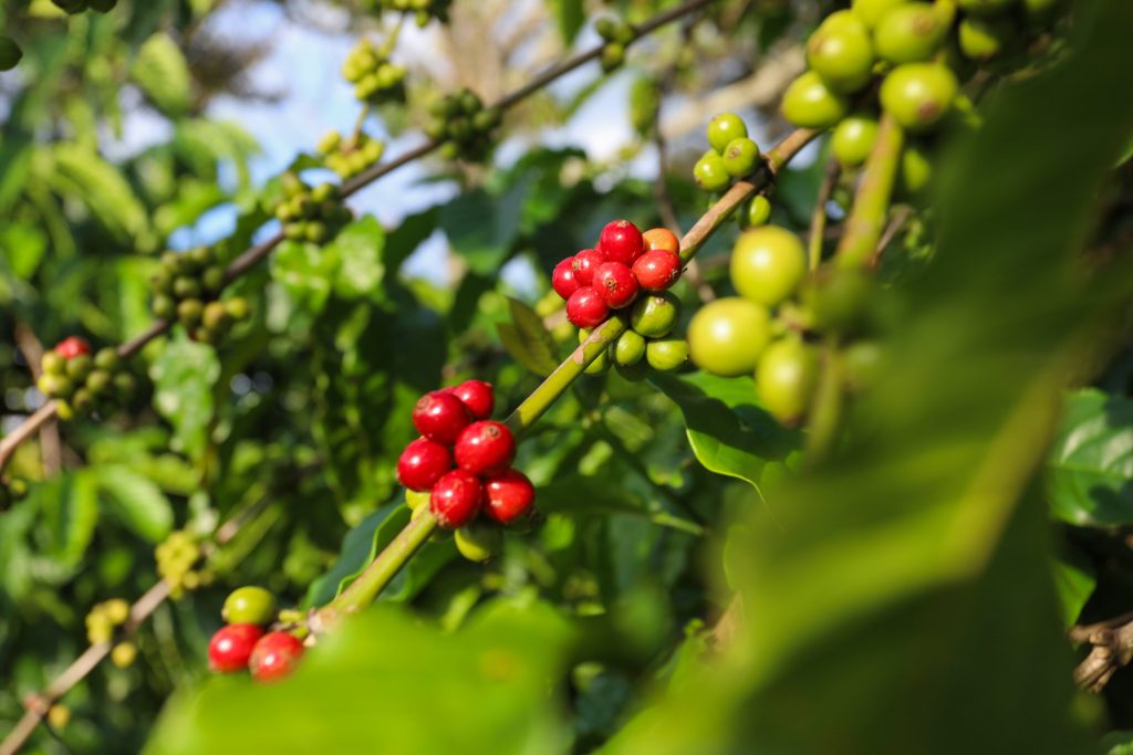 Robusta coffee – Origin & biological characteristics | Robusta coffee in Vietnam - Helena., JSC
