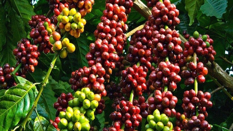 robusta coffee cherry