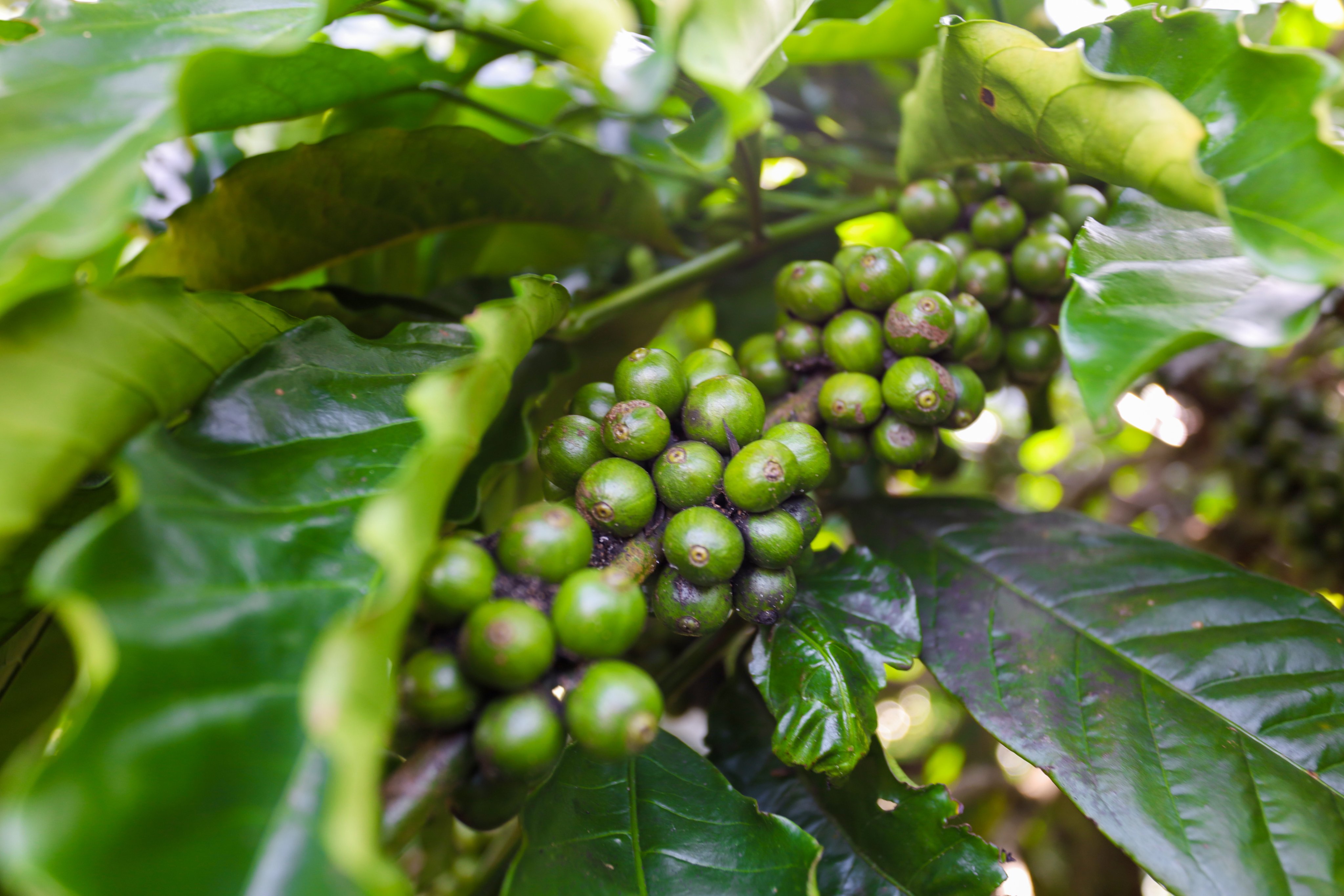 liberica-coffee-origin-biological-characteristics-helena-jsc