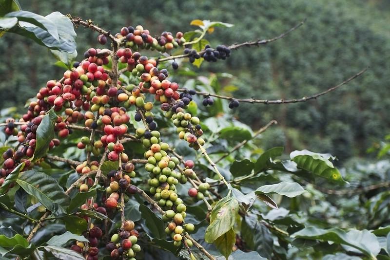 Catimor Coffee - Vietnamese coffee for import & export | Helena., JSC