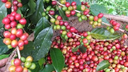 Caturra Coffee – Origin & Biological Characteristics