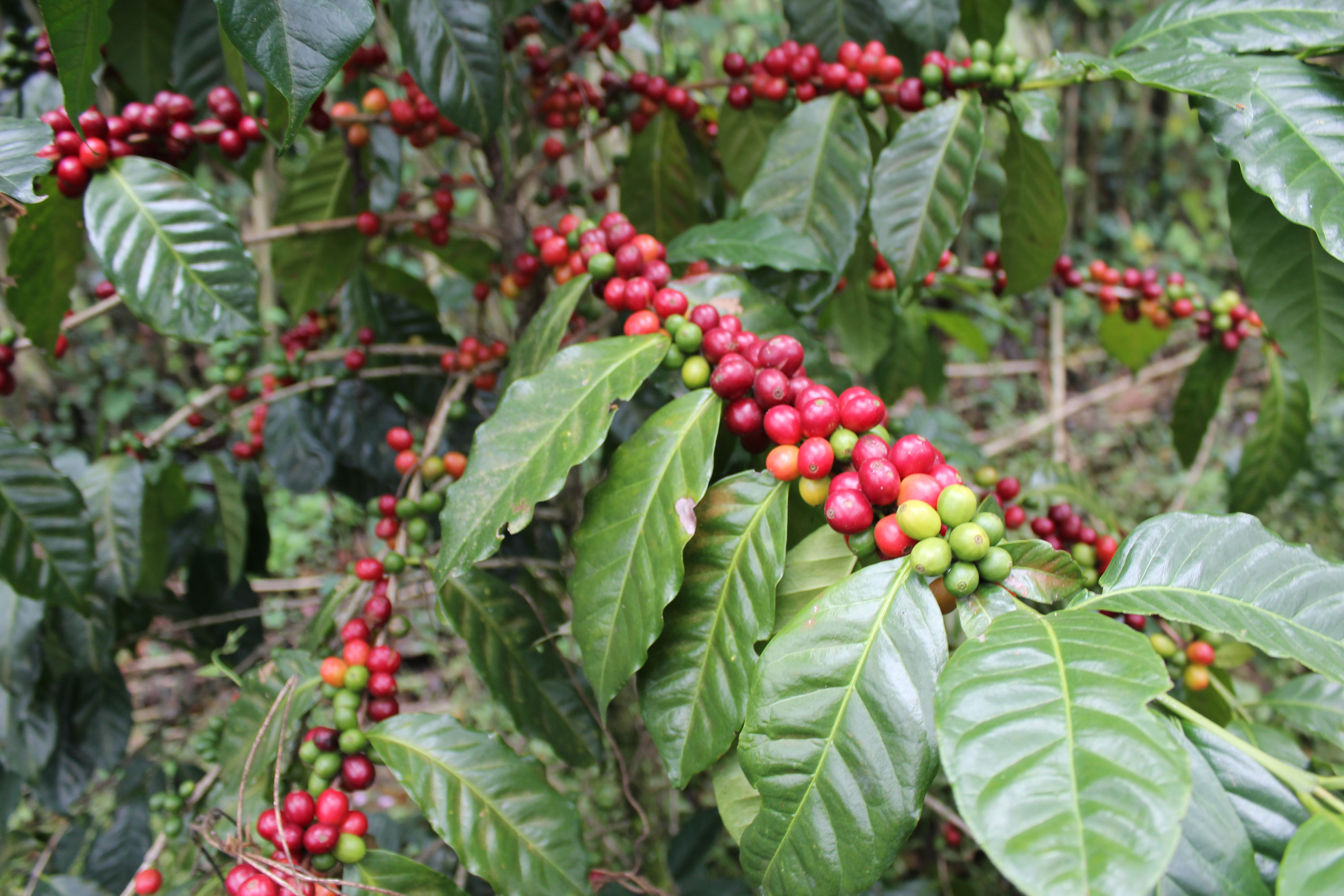 Java Coffee Varieties - Helena Coffee Vietnam