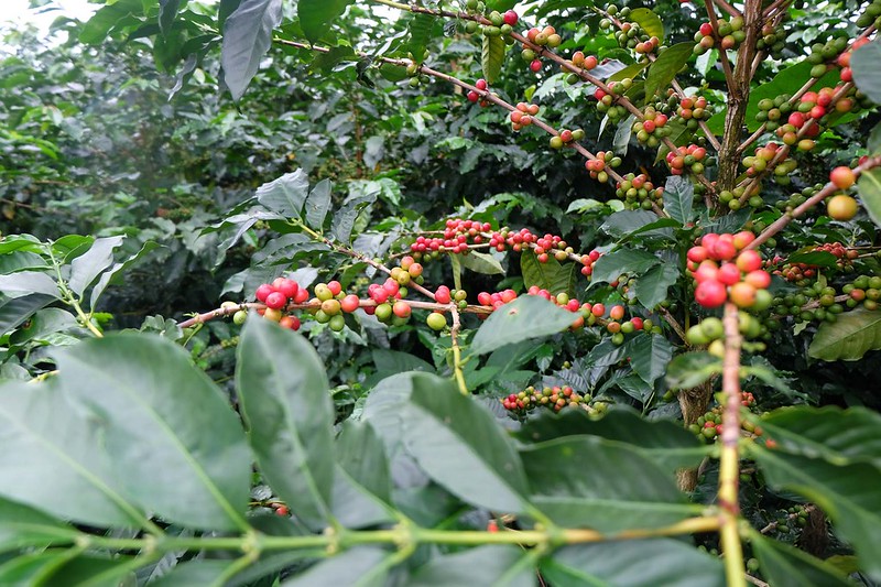 Distribution of coffee varieties Villa Sarchi