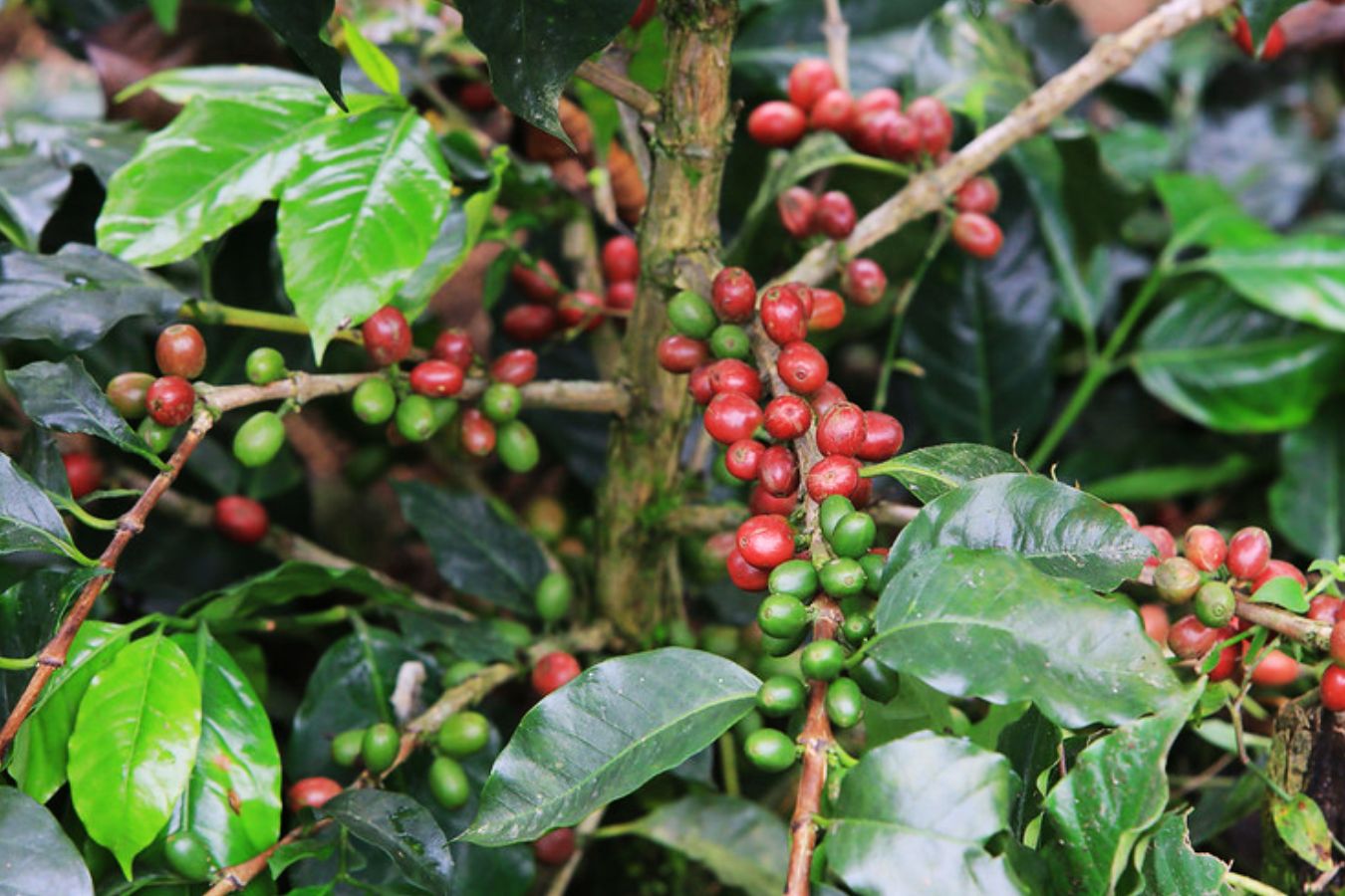 Sarchimor Coffee varieties – Origin & Biological Characteristics