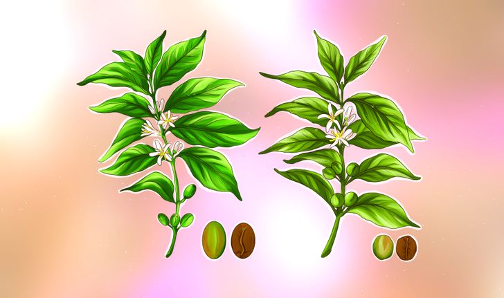 compare-arabica-and-robusta-coffee-vietnam-coffee-helena-jsc