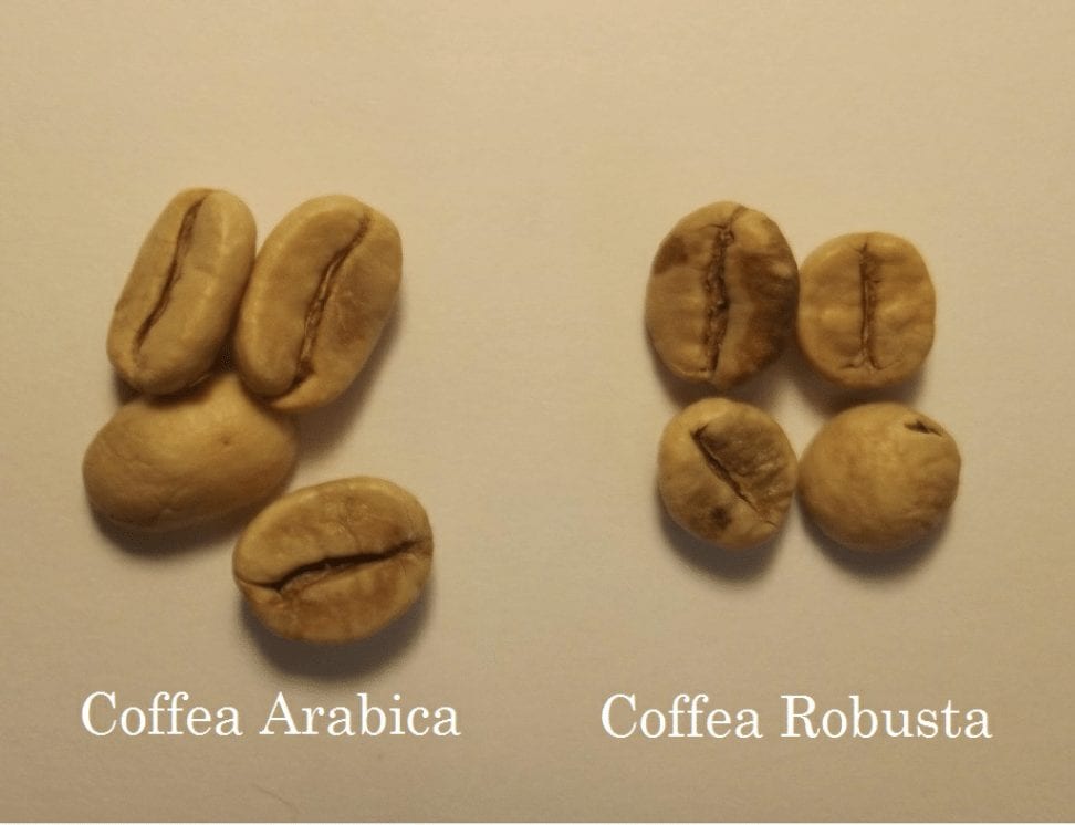 compare-arabica-and-robusta-coffee-vietnam-coffee-helena-jsc