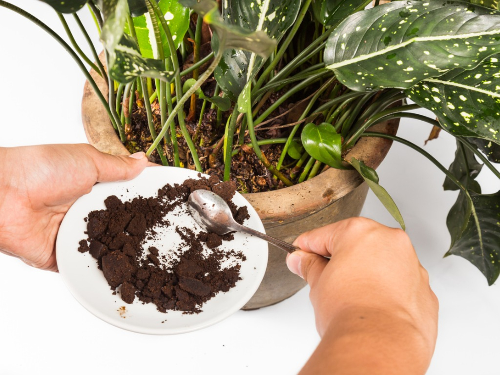 are-coffee-grounds-good-for-plants-and-flowers