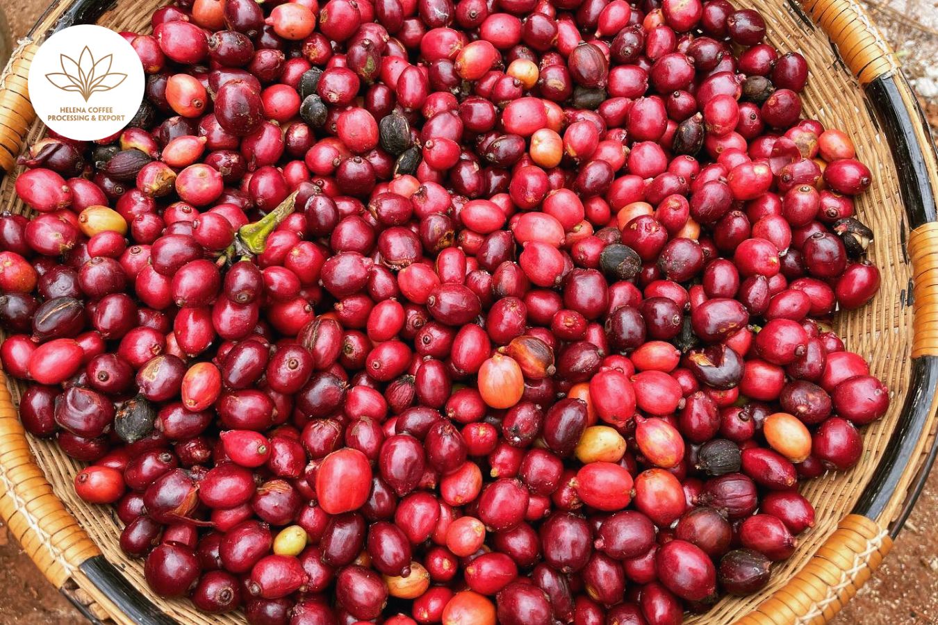 Specialty Coffee Supplier Vietnam's Premier Specialty Coffee Supplier for Exceptional Wholesale Beans
