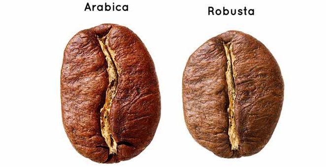 the-difference-between-robusta-coffee-beans-and-arabica-beans