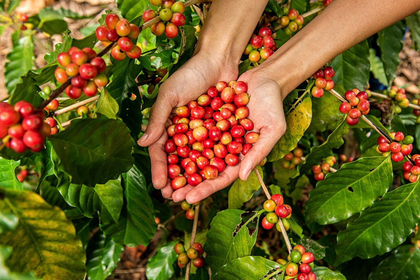 Discover Vietnamese High Quality Arabica Coffee Beans