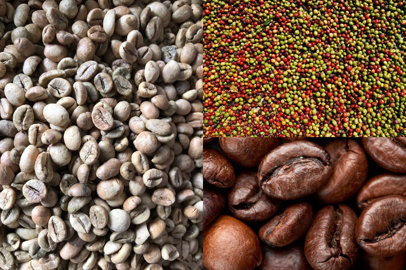 Natural Robusta Coffee Beans Specialty Robusta Coffee From Vietnam