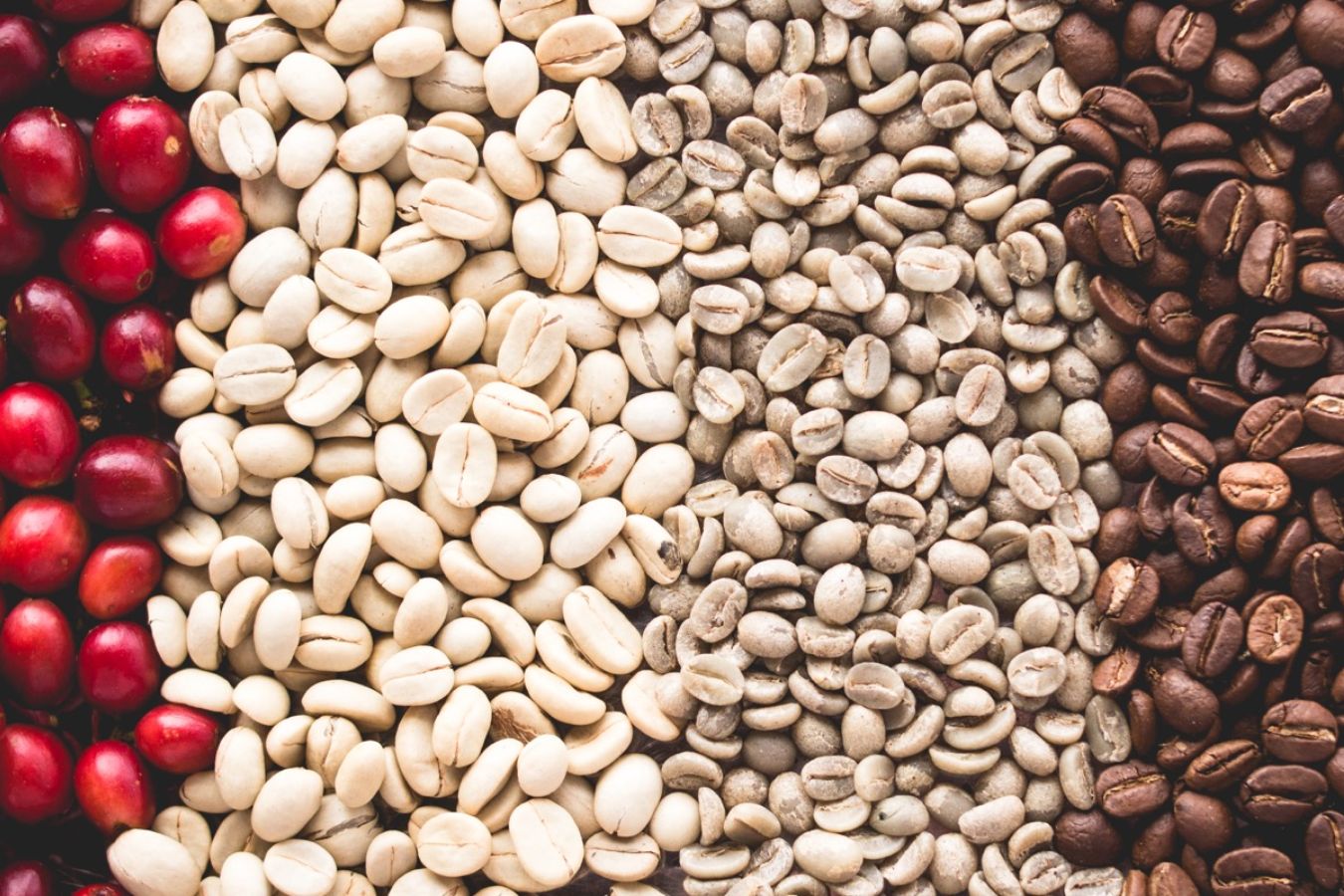 Specialty Coffee: What You Should Know about Specialty Coffee 