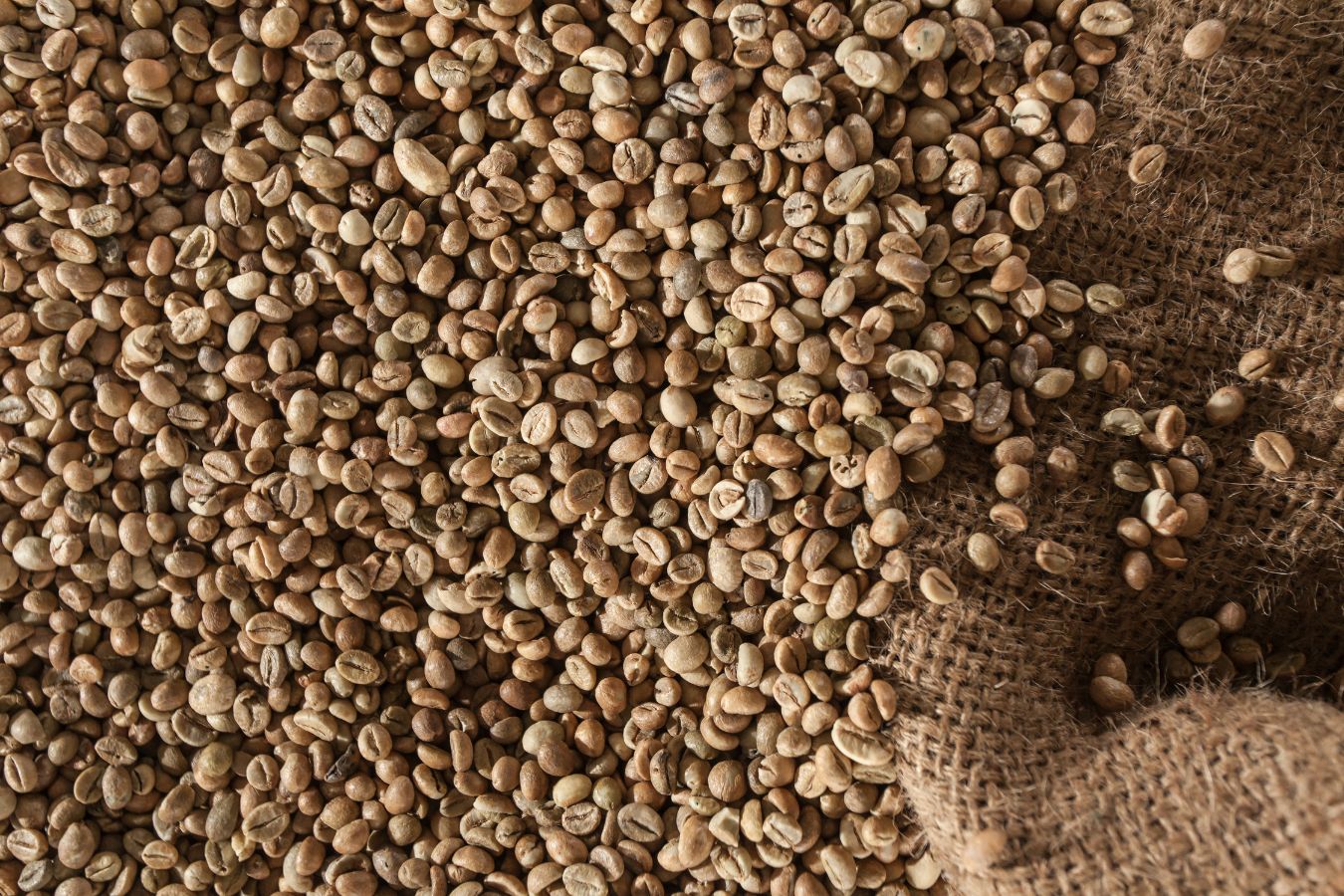 Wholesale Robusta Coffee Beans 