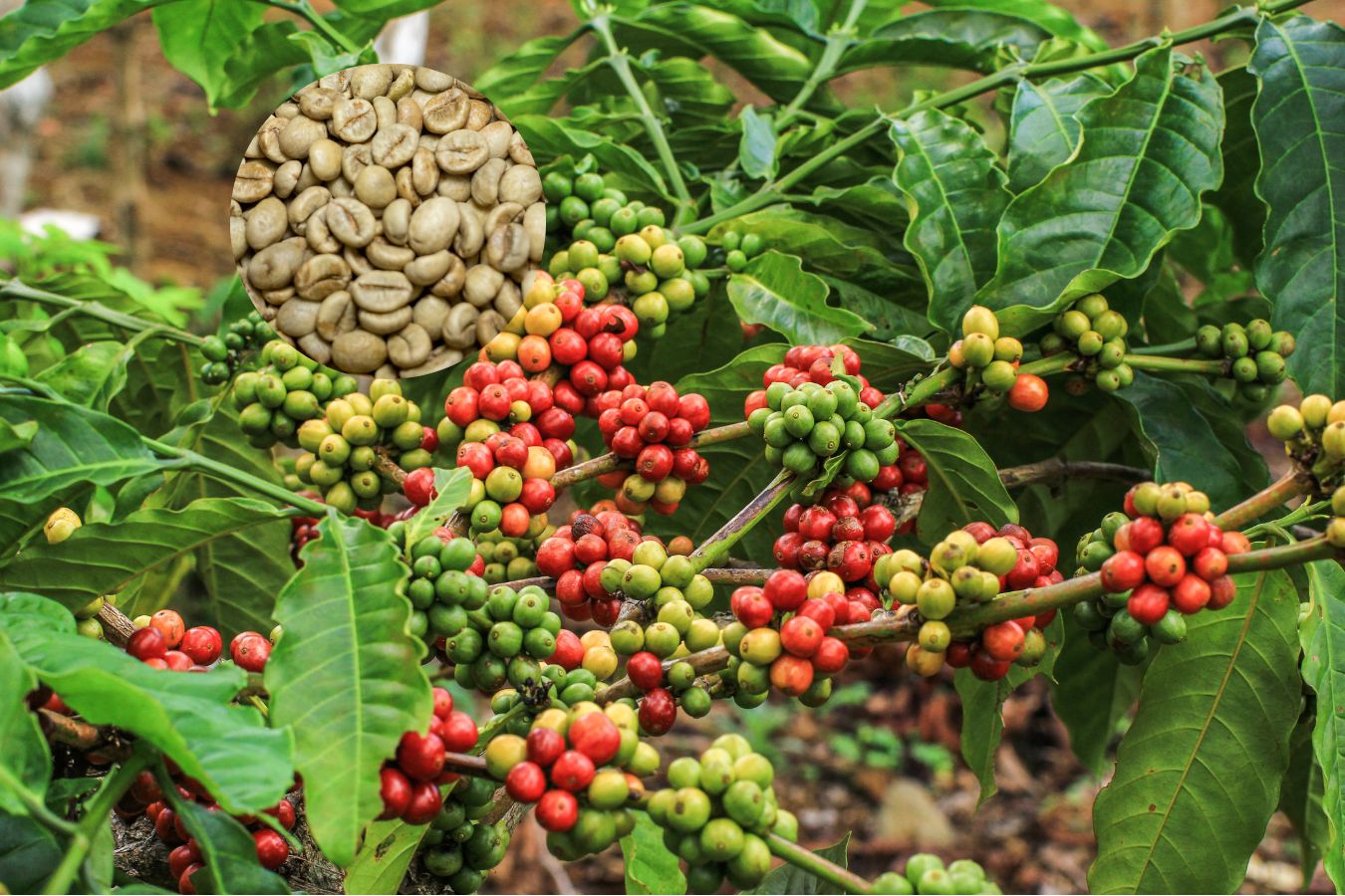 Wholesale Robusta Coffee Beans