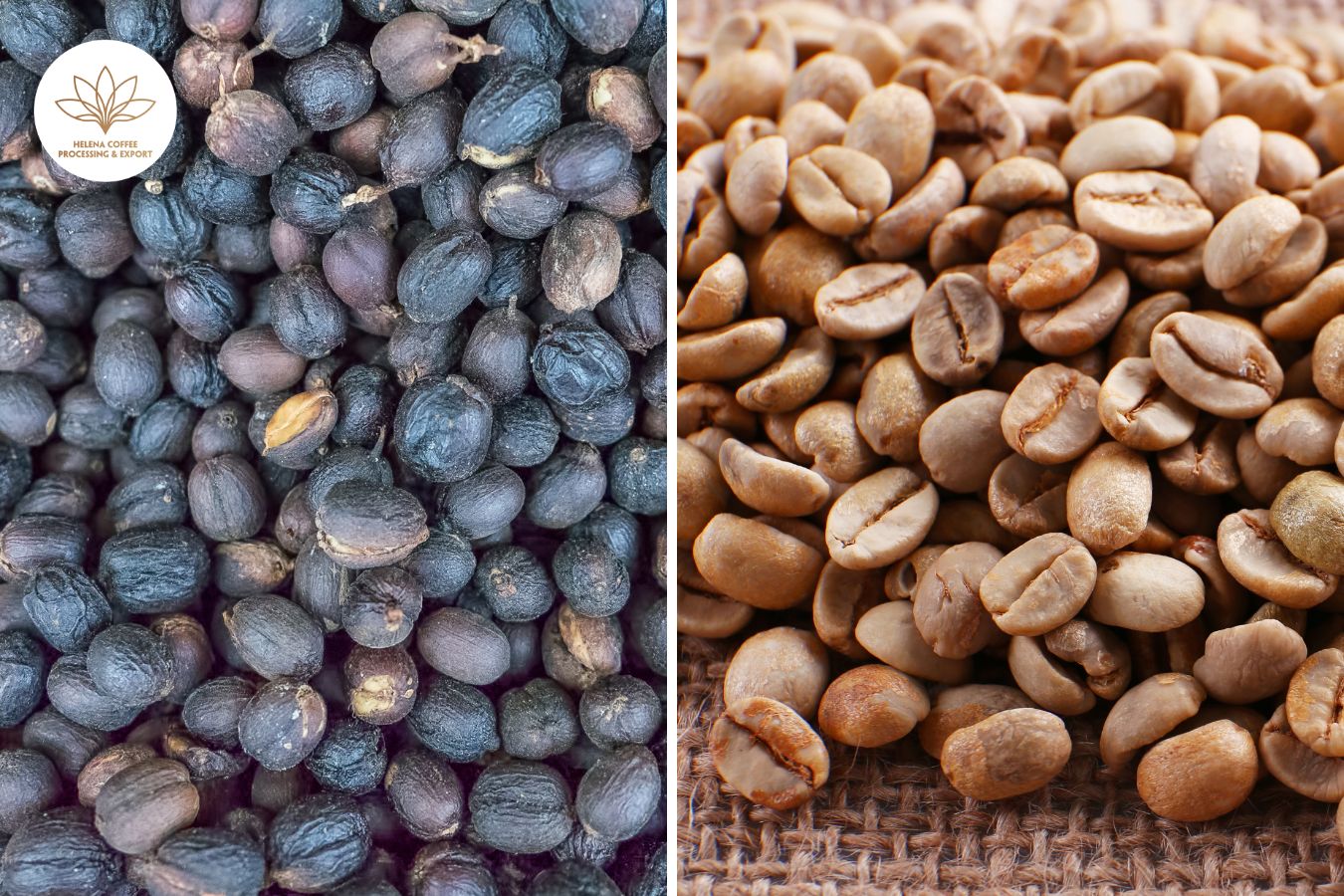 vietnam-natural-arabica-coffee-beans-arabica-dry-processing-grade-1