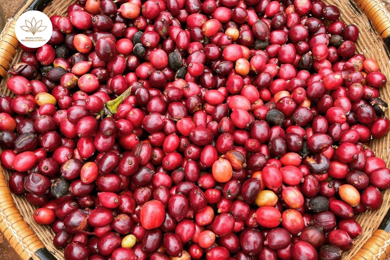 vietnam-robusta-honey-processing-coffee-scr18-scr16