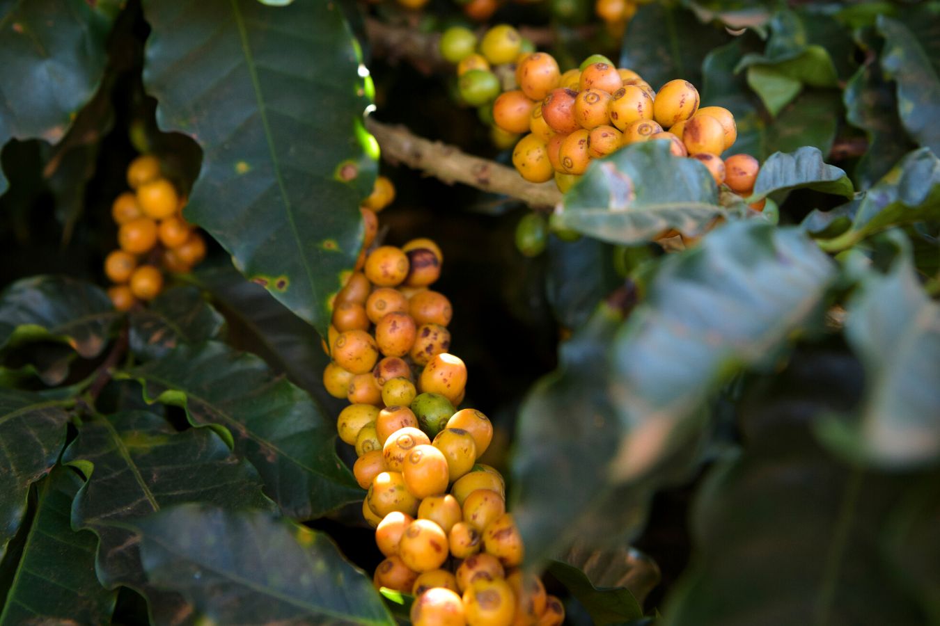 vietnam-yellow-bourbon-coffee-beans-grade-1