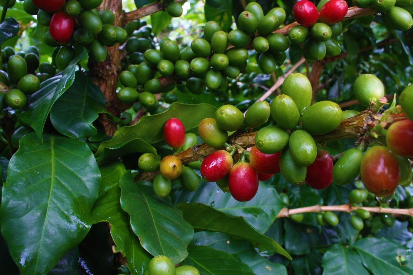 Blue Mountain Coffee from Jamaica