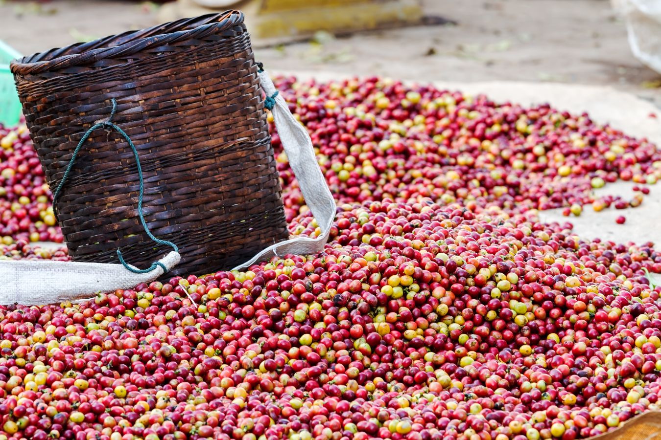 Coffee Berries - Frequently Asked Questions
