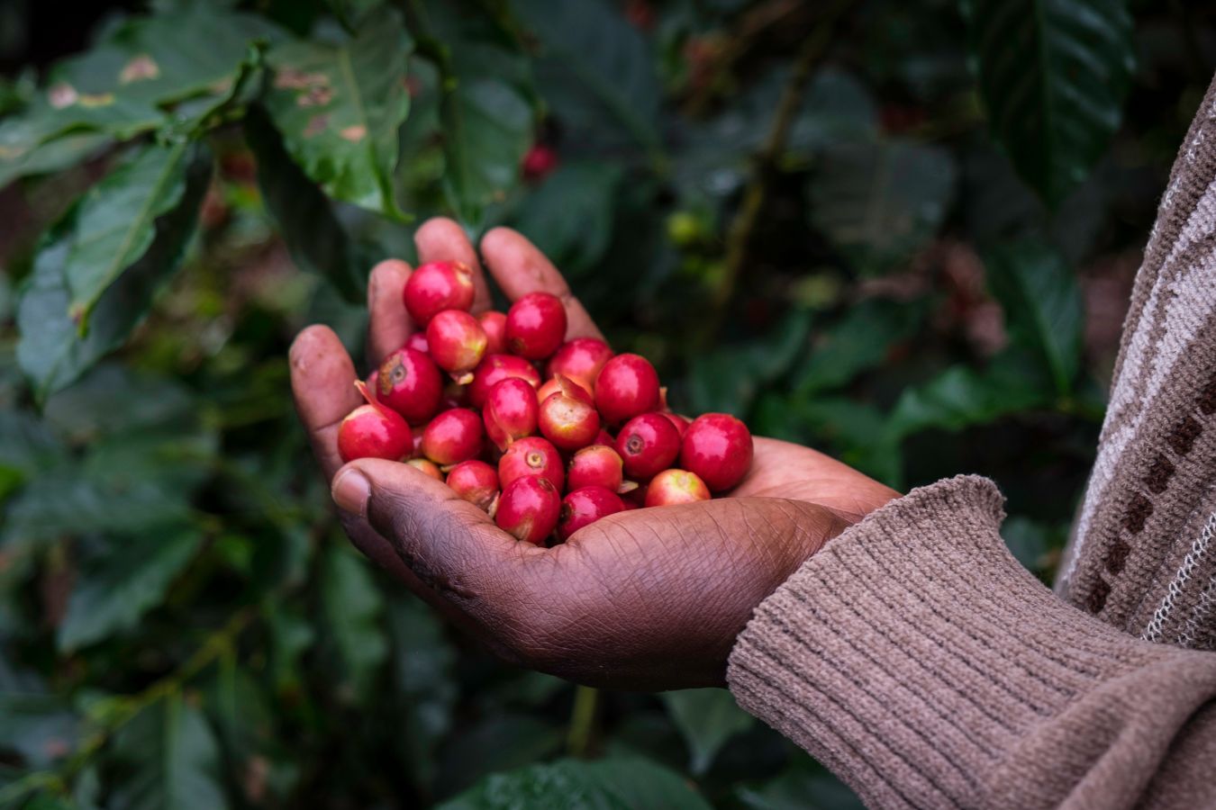 Coffee Grading In Kenya