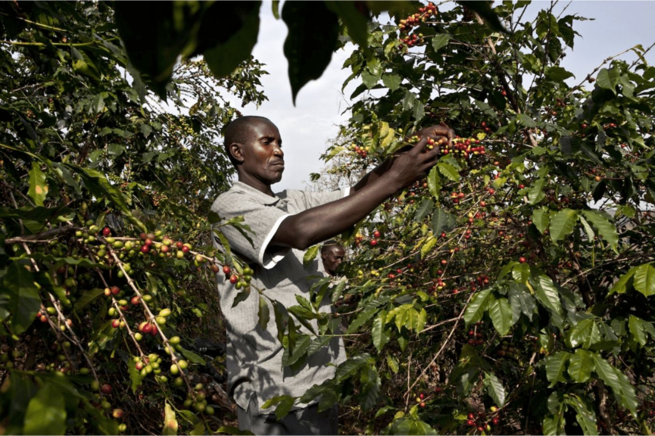 Coffee Production In Uganda (2)