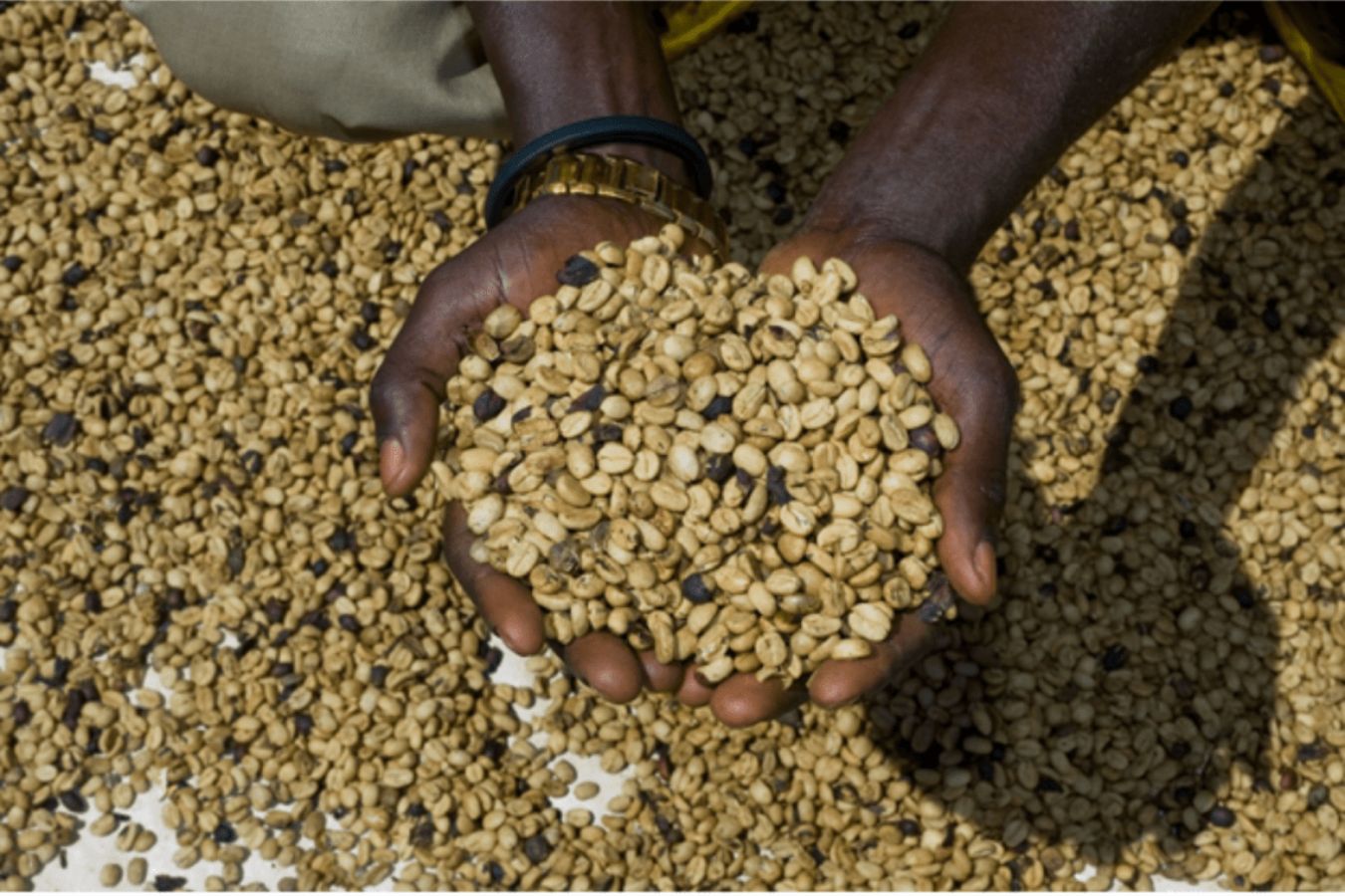 Coffee Production In Uganda (3)