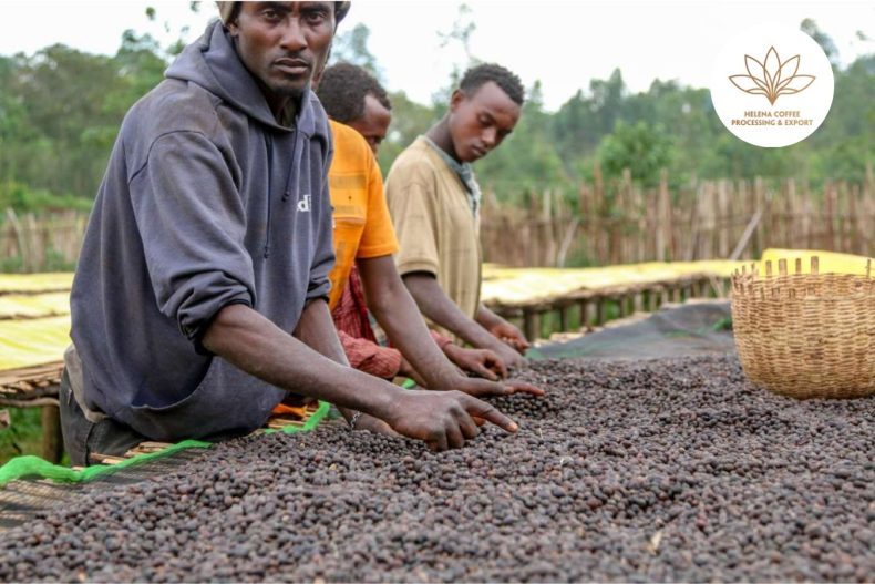 Harar Coffee From Ethiopia