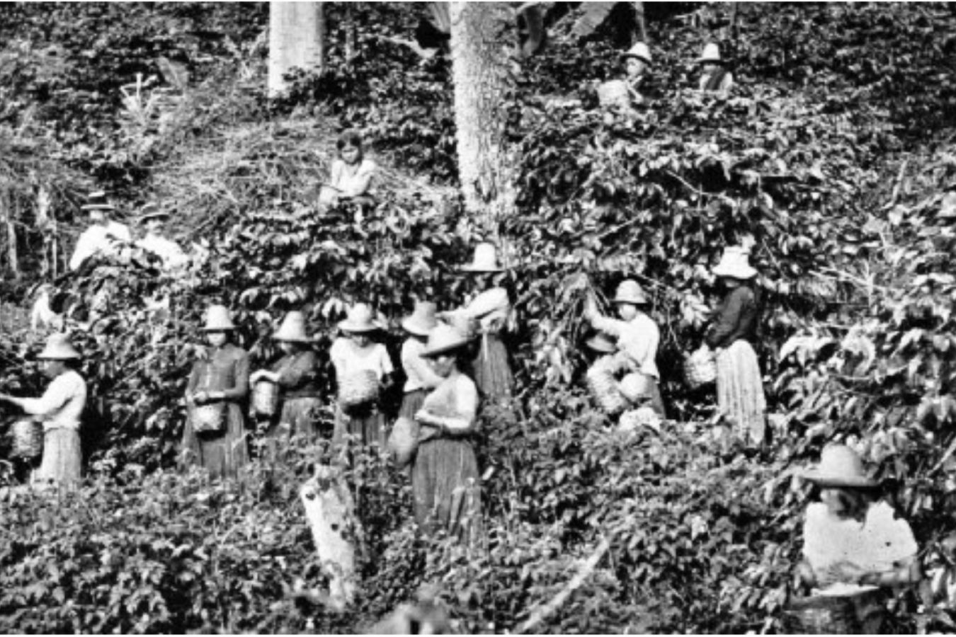 History Of Coffee Trees 