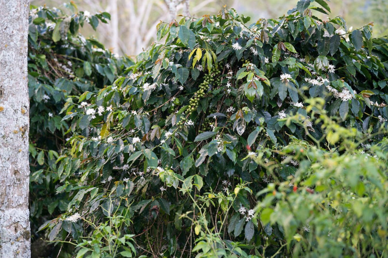 Hybrido de Timor - Species Coffee