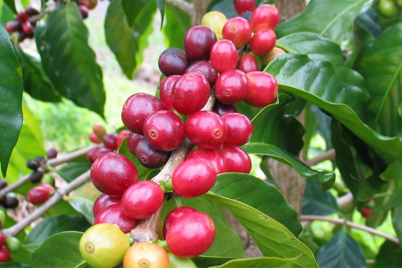 Specialty Coffee And Commercial Coffee: 3 Key Differences In Processing 