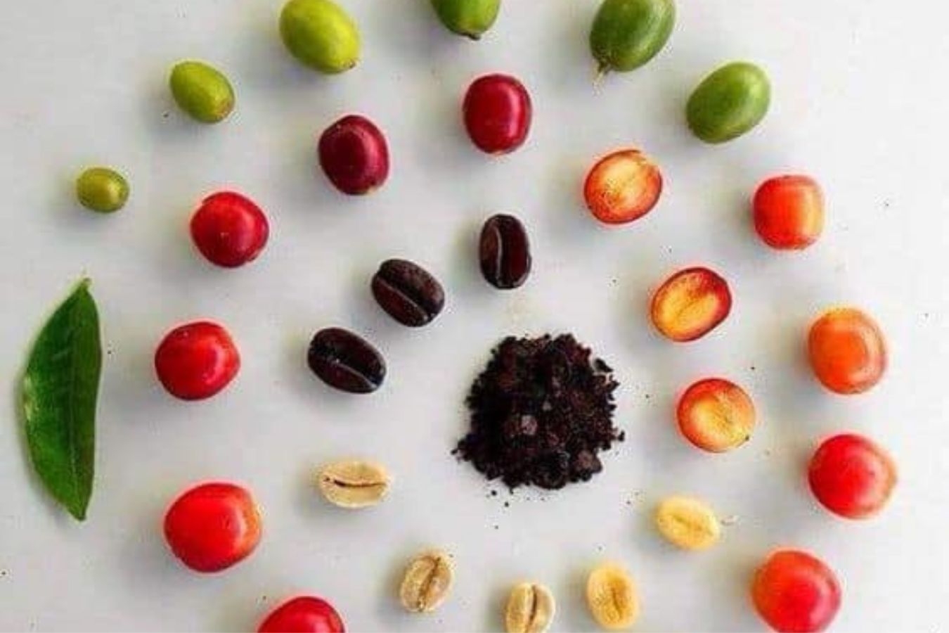 Structure Of Coffee Fruit