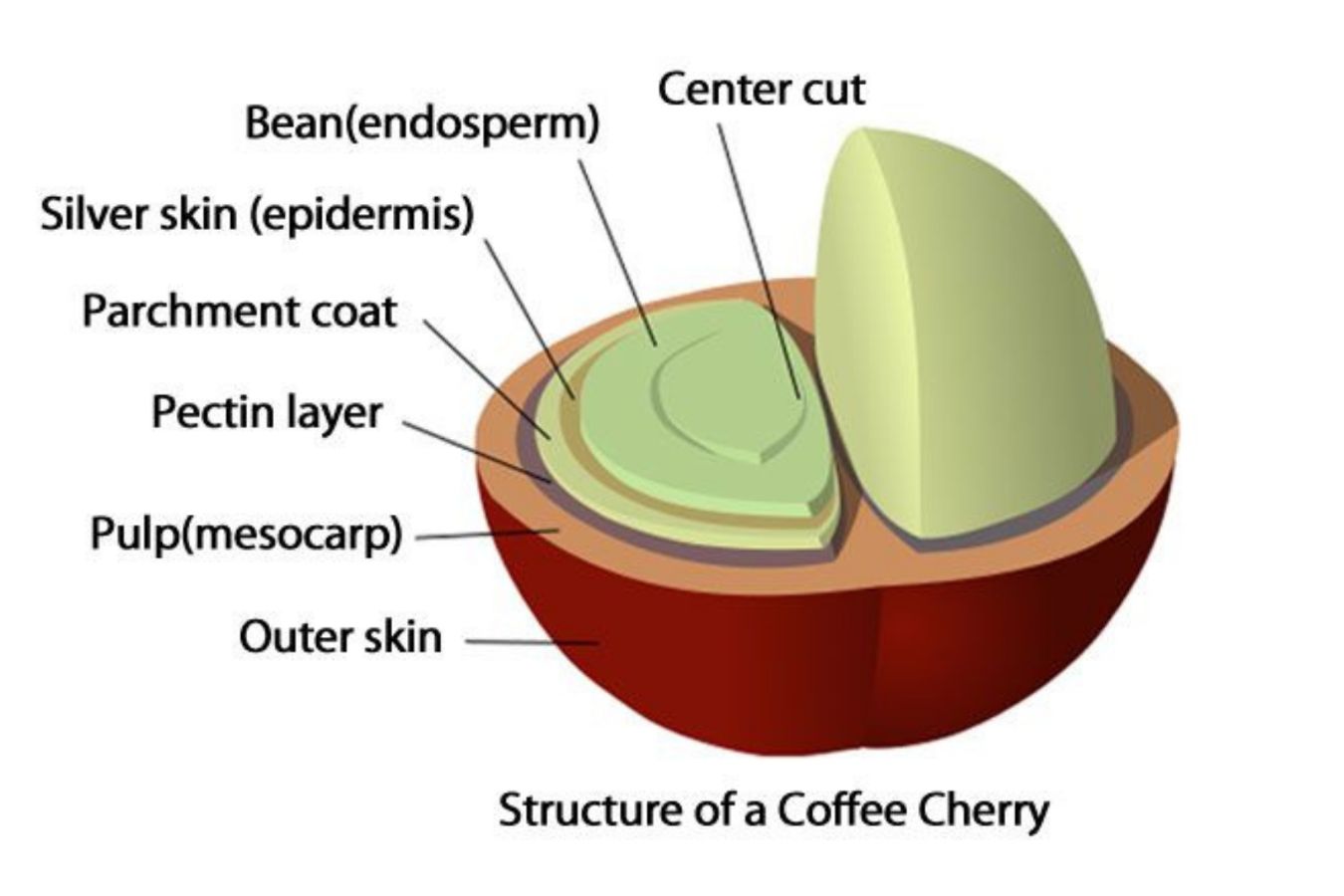 Structure Of Coffee Fruit