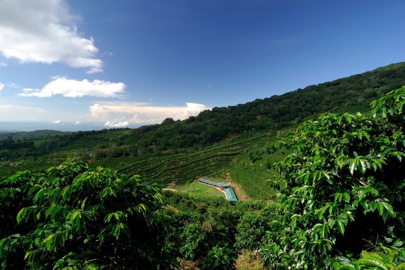 Tanzania Coffee - Coffee Production In Tanzania