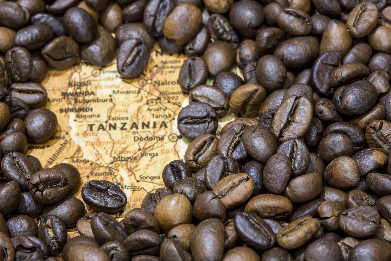 Tanzania Coffee - Coffee Production In Tanzania