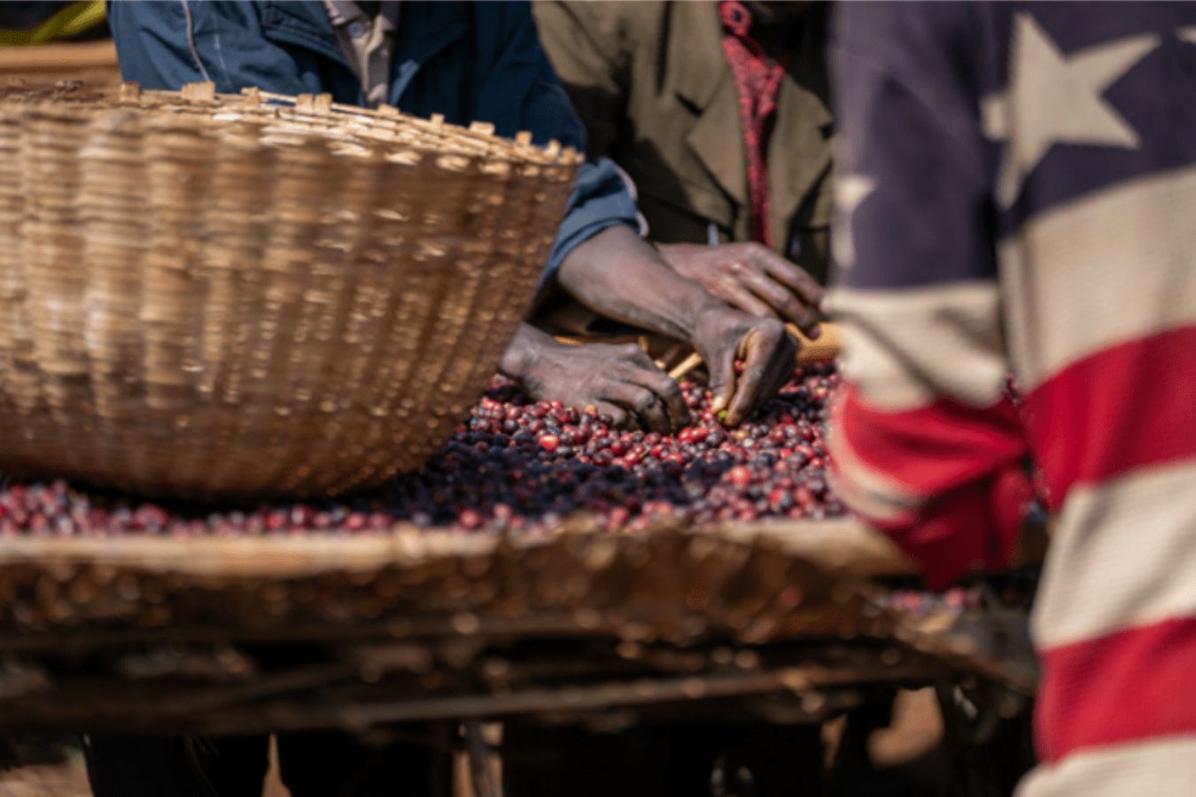 The Variety Of Coffee In Ethiopia