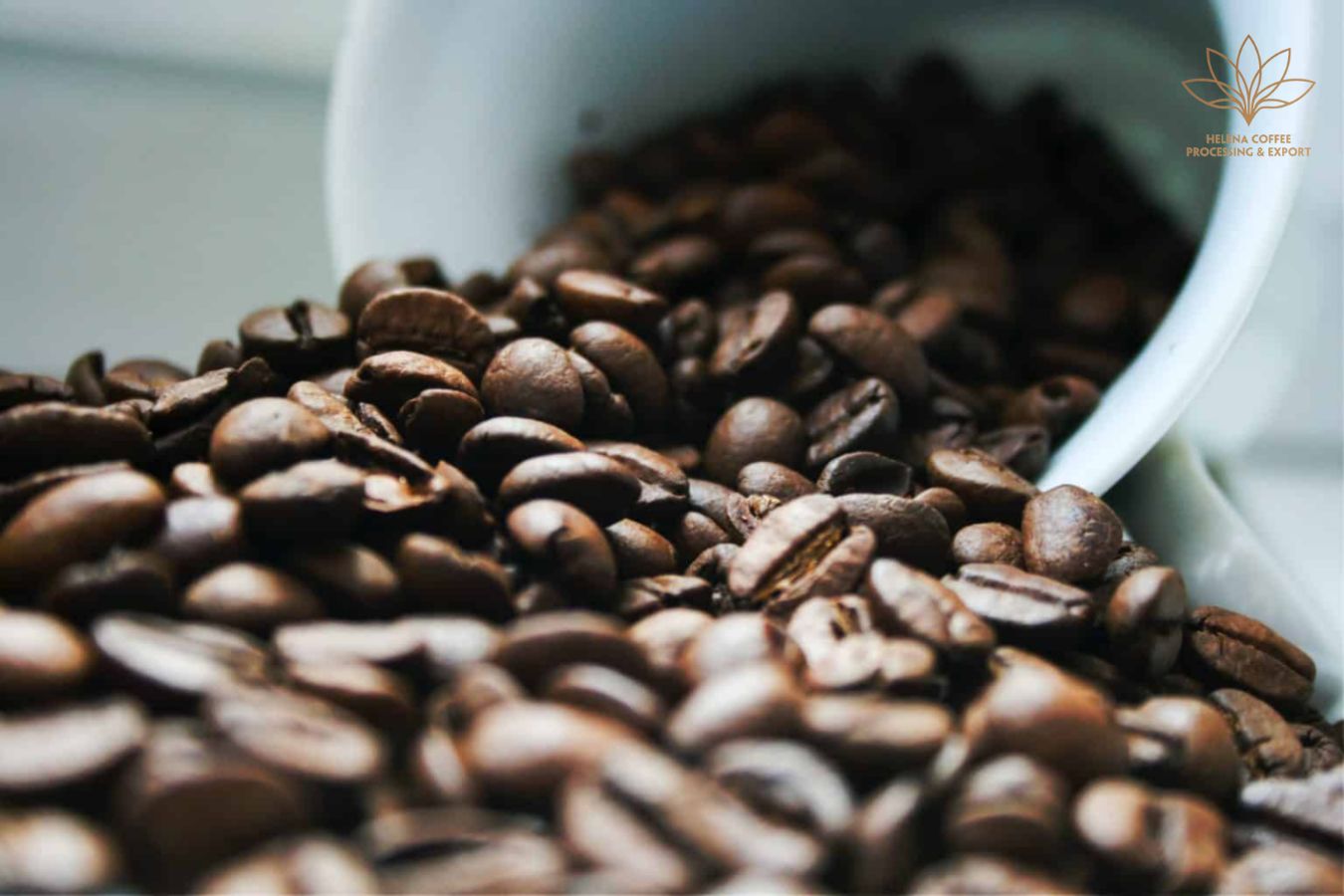 What Is Moka Coffee Beans? - History, Origin, Characteristics Of Moka Coffee