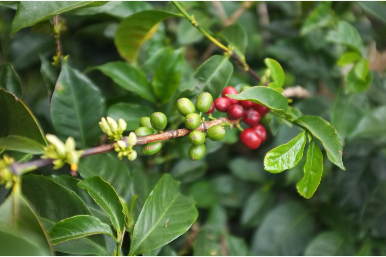 Typica – Species Coffee