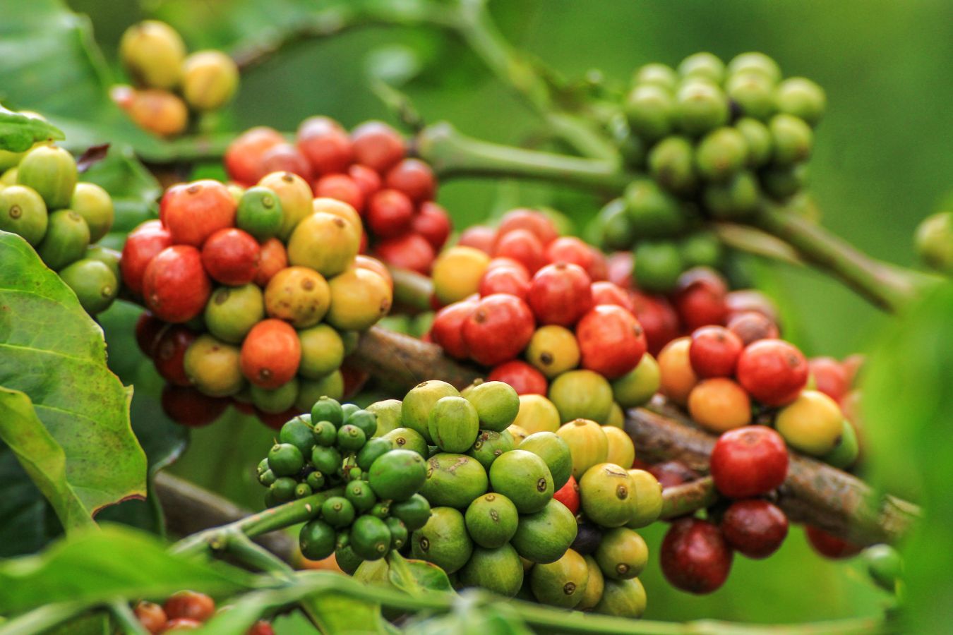 Vietnam Robusta Green Coffee Beans