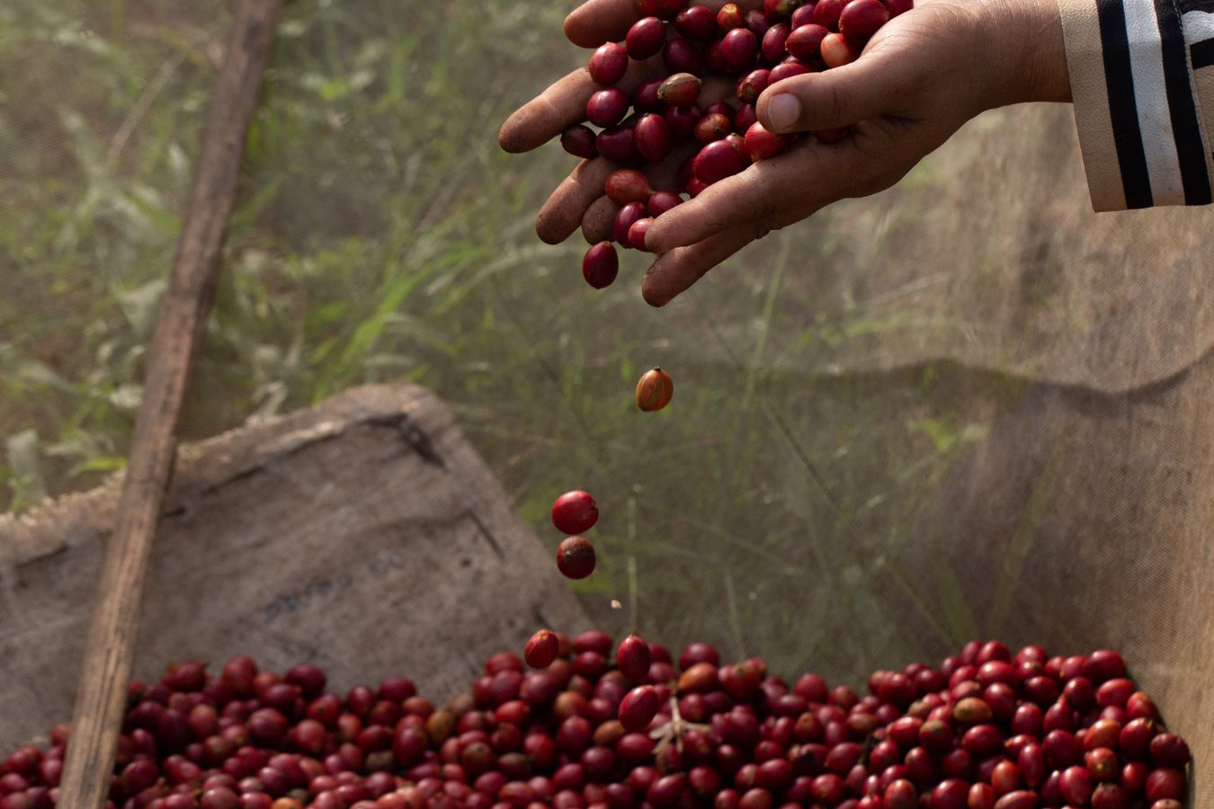 Vietnam Robusta Green Coffee Beans