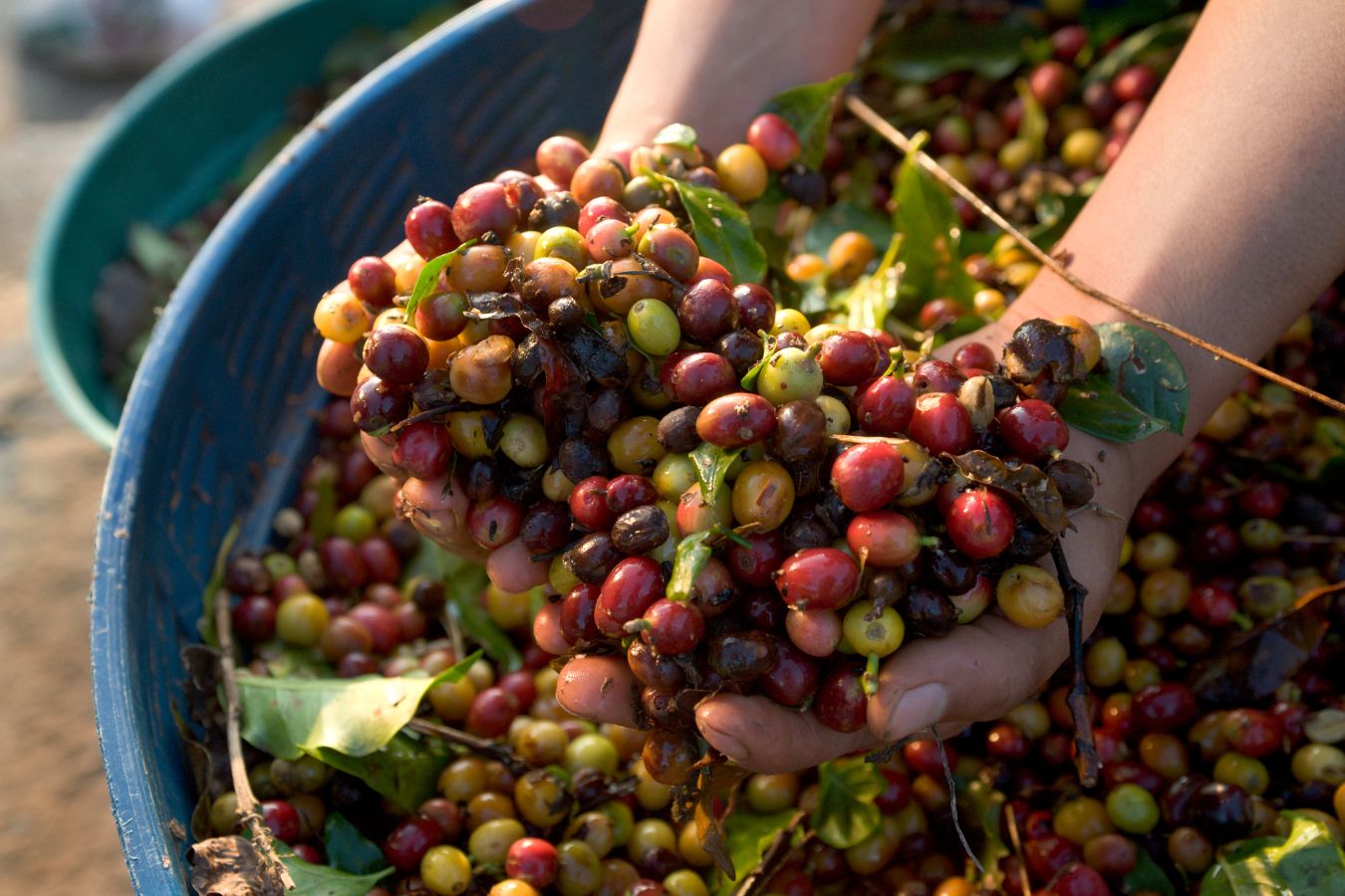Vietnam’s Coffee Industry - Three Decades Journey